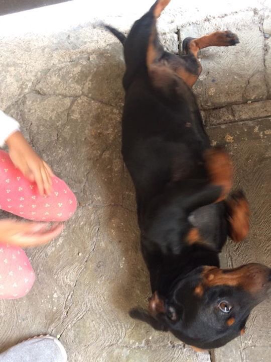 SOSsalchichas's tweet photo. 🆘🆘🆘#SalchichaEncontrado 
02/10 edomex Coacalco Villa d las Flores📞0445545352204 RT pf ayudemos a q regrese a casita NO está en adopción 🆘🐾🏡🆘 https://t.co/CbafS0VypP