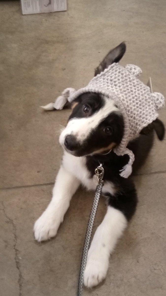 MarishkaMistry's tweet photo. @harveypesyk @PetsatHome #VIPOct2017 Meadow Clothes Shopping @PetsatHome #Kirkcaldy πΎππΎ https://t.co/PvPYUNtxZ2