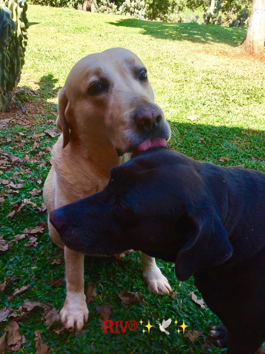 pastebbins's tweet photo. Phelps💭Hi friends!🐾I love Tuesday! 🤗She is my sister! 😬❤️🐶❤️@dogcelebration https://t.co/CcCp6iW5DN
