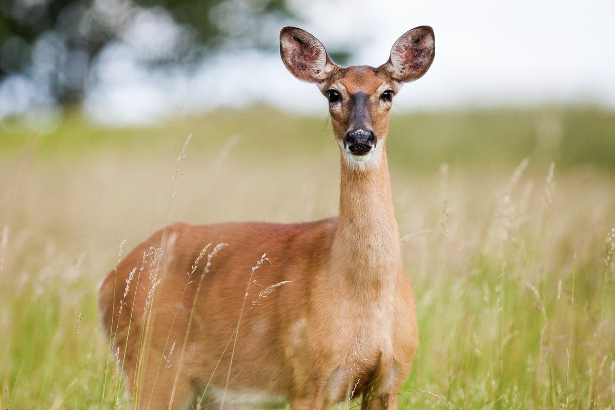 BuckleUpForLife's tweet photo. Autumn is here, and so are the deer. It's their mating season, so be extra vigilant during dawn and dusk hours! #BuckleUpForLife https://t.co/RxMqCALTmJ