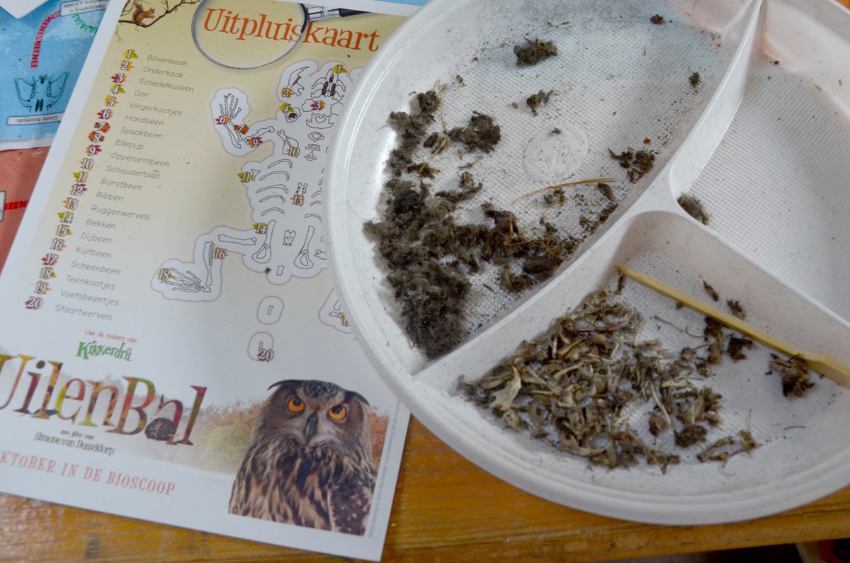 Spannende Uilenmiddag voor kinderen #stakingsdag op 5 oktober <a href="/NaarBuiten_DFW/">Buitencentrum DFW</a>. 13.30 uur film Uilenbal + braakbal pluizen. Tel: 0516-464020