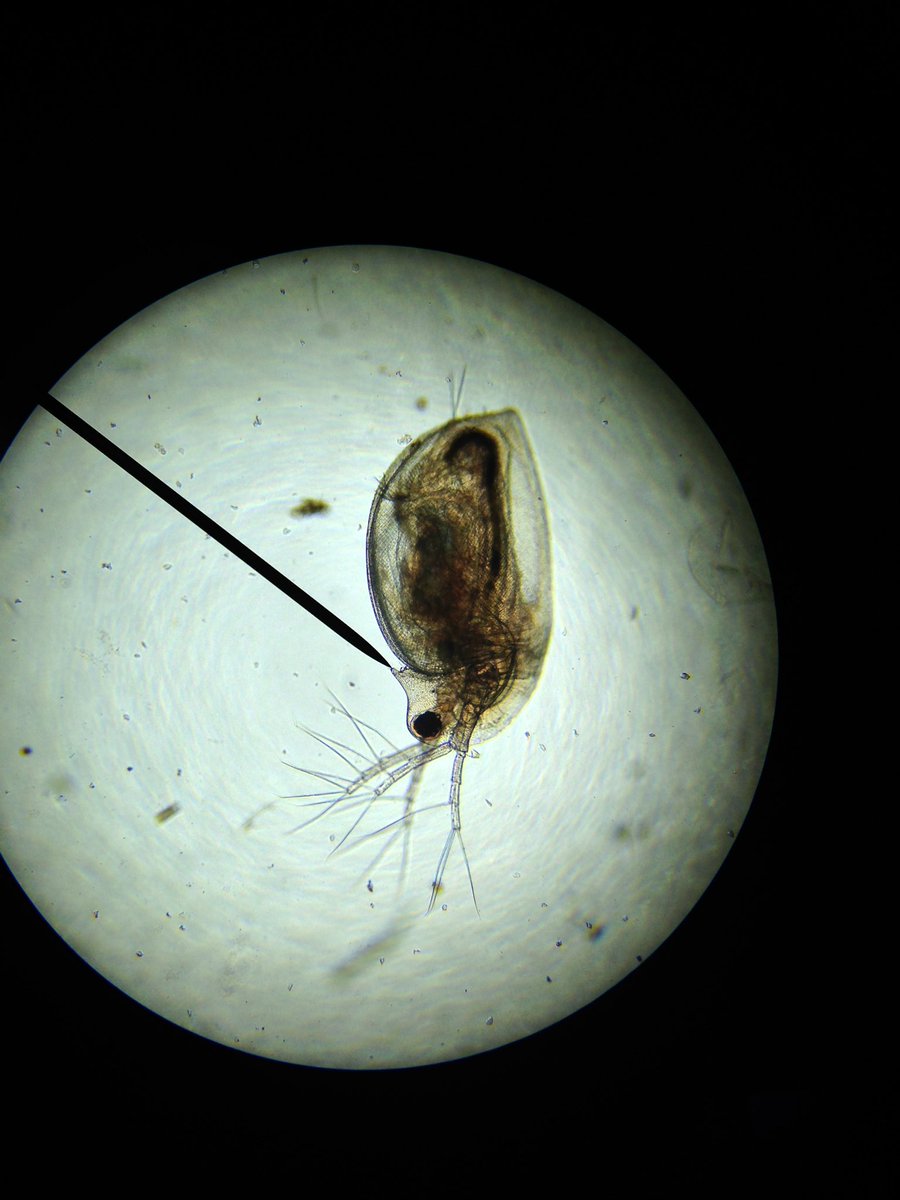 j11p43f's tweet photo. All the oddities came out for Open Day at the weekend. A long but enjoyable day!
#PreservationBiology #BiologyIsAwesome #ScienceInAJar
Arachnids, unIDed python (can anyone help?), cheek cells, Daphnia https://t.co/KvLXgJdfkv