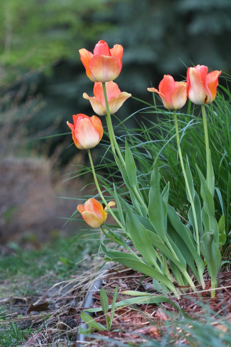 Mn_Hort's tweet photo. It's not too late to plant bulbs! #minnesotagarden #fallgardening #bulbs https://t.co/5I51YnXkB4 https://t.co/Wsg4vzzwA1