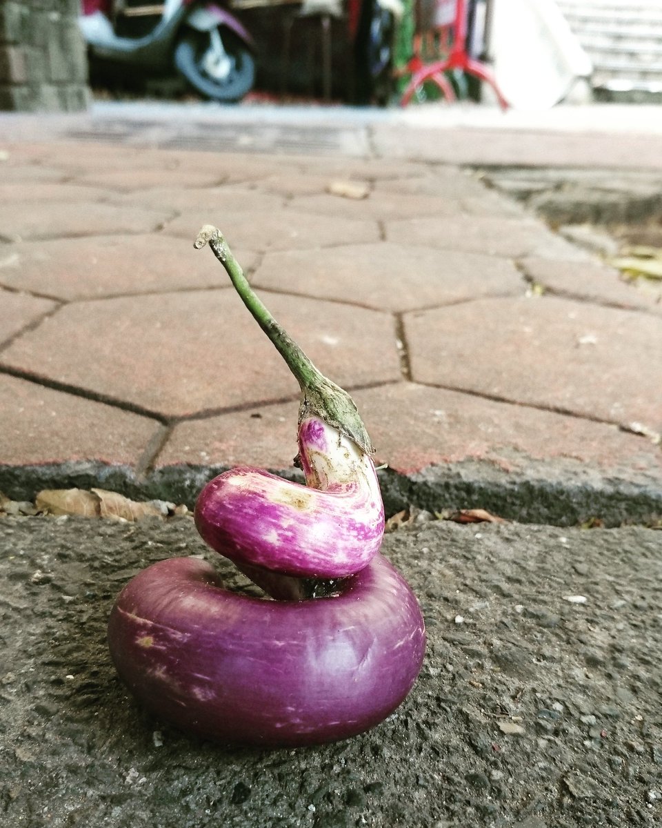 Cassandra3517's tweet photo. Shh, don't doubt it. It's just a homeless #eggplant 

#fun #plants #PhotoOfTheDay #funny #nature #hilarious #funniest #shit #Explore #Fresh https://t.co/sTWvc8OktO