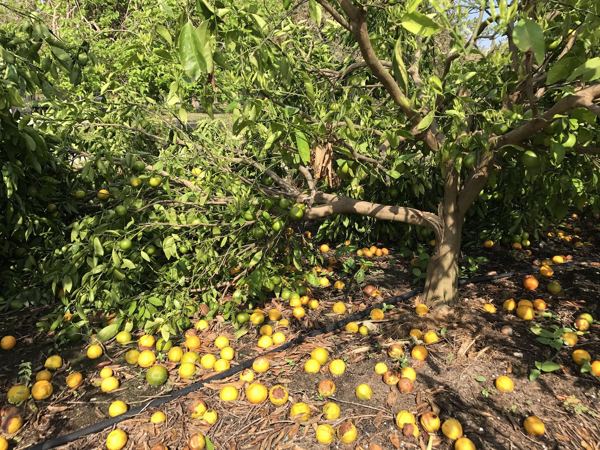 thepacker's tweet photo. VIDEO: Growers show us #citrus groves damaged by #HurricaneIrma and talk about the implications for their businesses https://t.co/mvkU6T4Be5 https://t.co/bz9lv0JFhs
