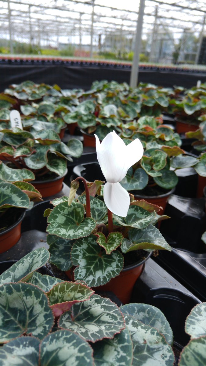 ChedburghCent's tweet photo. winter beauties❄️❄️❄️ https://t.co/VqJjI3aRPG