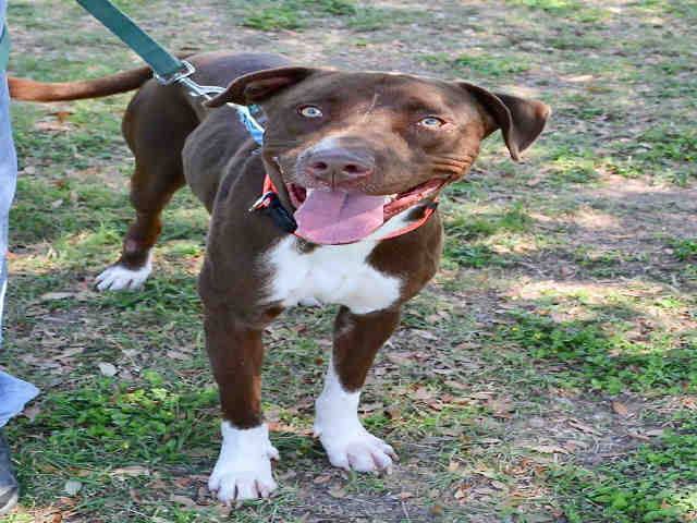 HurricanesPets's tweet photo. Facebook link: https://t.co/PS8FyfFrGc #hurricaneharveypets #austinhumane #austinanimalcenter #pitbull #chocolate… https://t.co/DLphbjXRvz https://t.co/lqPL0D1xvE