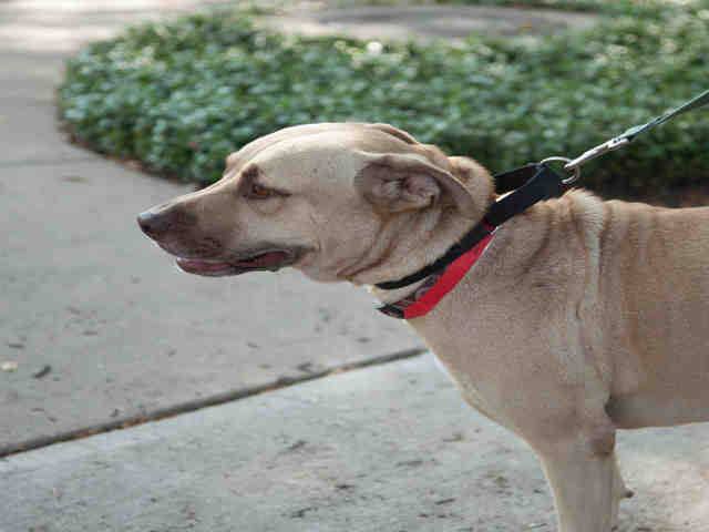HurricanesPets's tweet photo. Facebook link: https://t.co/e8MyGvHl7p #hurricaneharveypets #austinhumane #austinanimalcenter #labrador #lab #ret… https://t.co/RYYxWudgsI https://t.co/S2fr3KwUb4