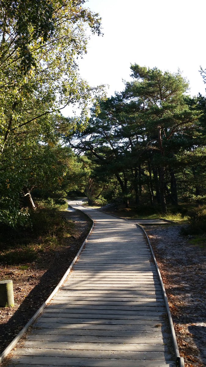 Herzengel75's tweet photo. 12 km feinster Sandstrand 😍 #Dueodde #Bornholm https://t.co/2QSdNF3phT
