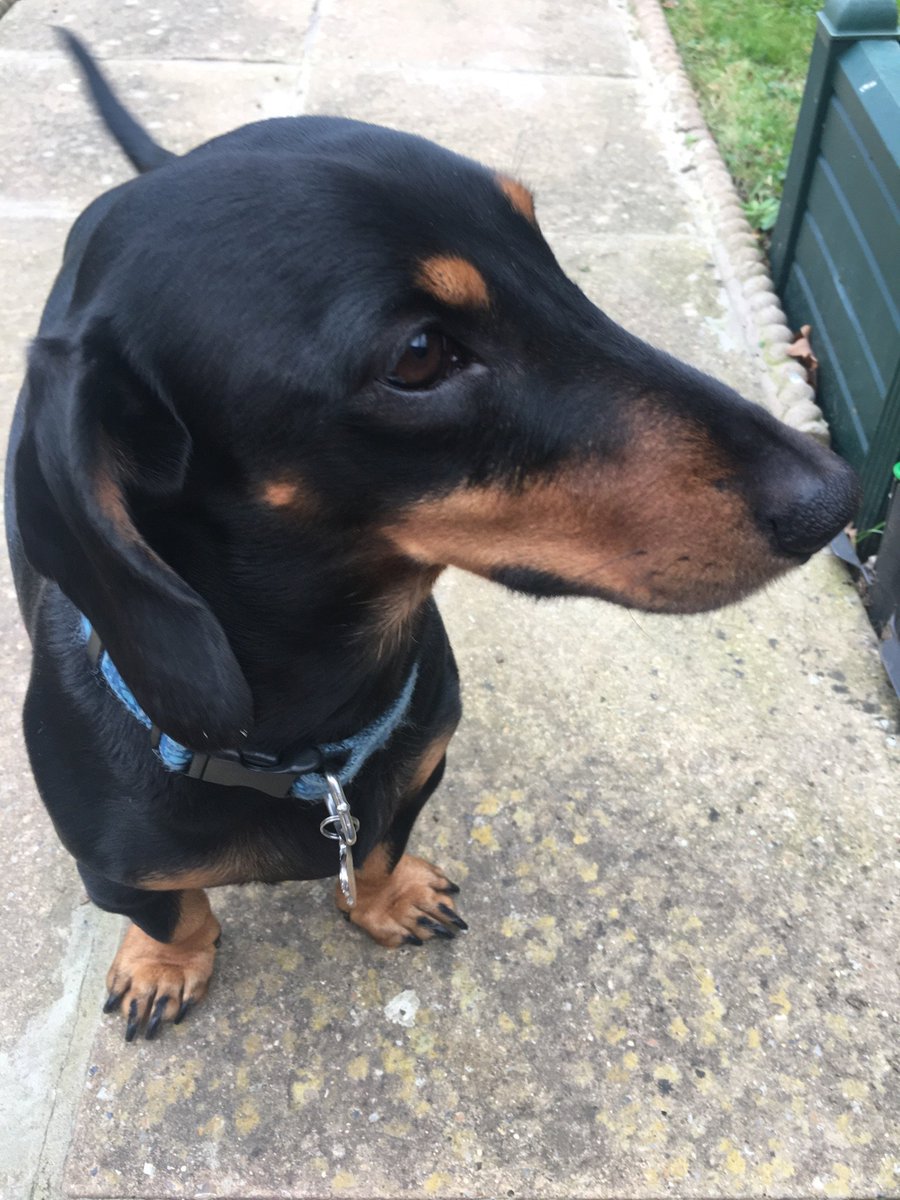 drjohnandrews's tweet photo. He's happy to see me #peppergram https://t.co/Jt2xNXRfle