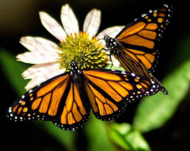 Maryland DNR tweet media