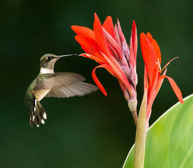 Maryland DNR tweet media