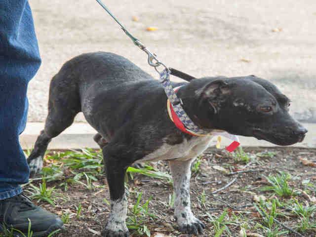 HurricanesPets's tweet photo. Facebook link: https://t.co/QwBHvFLGtI #hurricaneharveypets #austinhumane #austinanimalcenter #pitbull #black #wh… https://t.co/aqLeFEScZF https://t.co/bT6FtEqEil