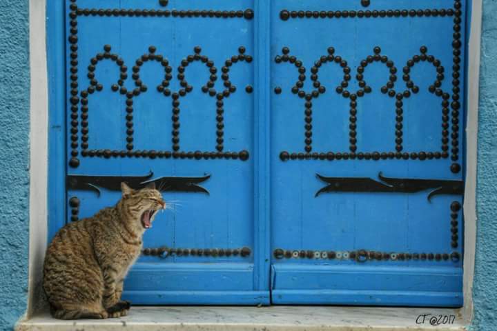 ToffolonClaudia's tweet photo. Io oggi, alla quarta riunione consecutiva.
(In realtà è un gatto tunisino, fotografato a gennaio a #Biserta) https://t.co/vUvzMougOK