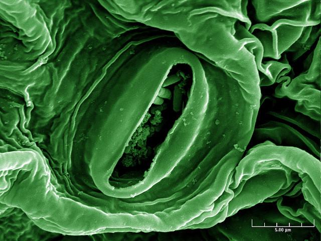 1Antruk's tweet photo. Extremely high levels of resistance to colistin, the antibiotic of last resort, detected in #China: https://t.co/PwzIP1BYFA via @CIDRAP https://t.co/TIFMdtaNqP