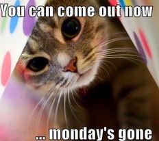 ArmstrngFairway's tweet photo. #Monday's are tough but thankfully it's passed.
#Tuesday #insurancenearme #Kitty #officehumor #TuesdayThoughts #CatsOfTwitter https://t.co/UdCQZmw4Fa