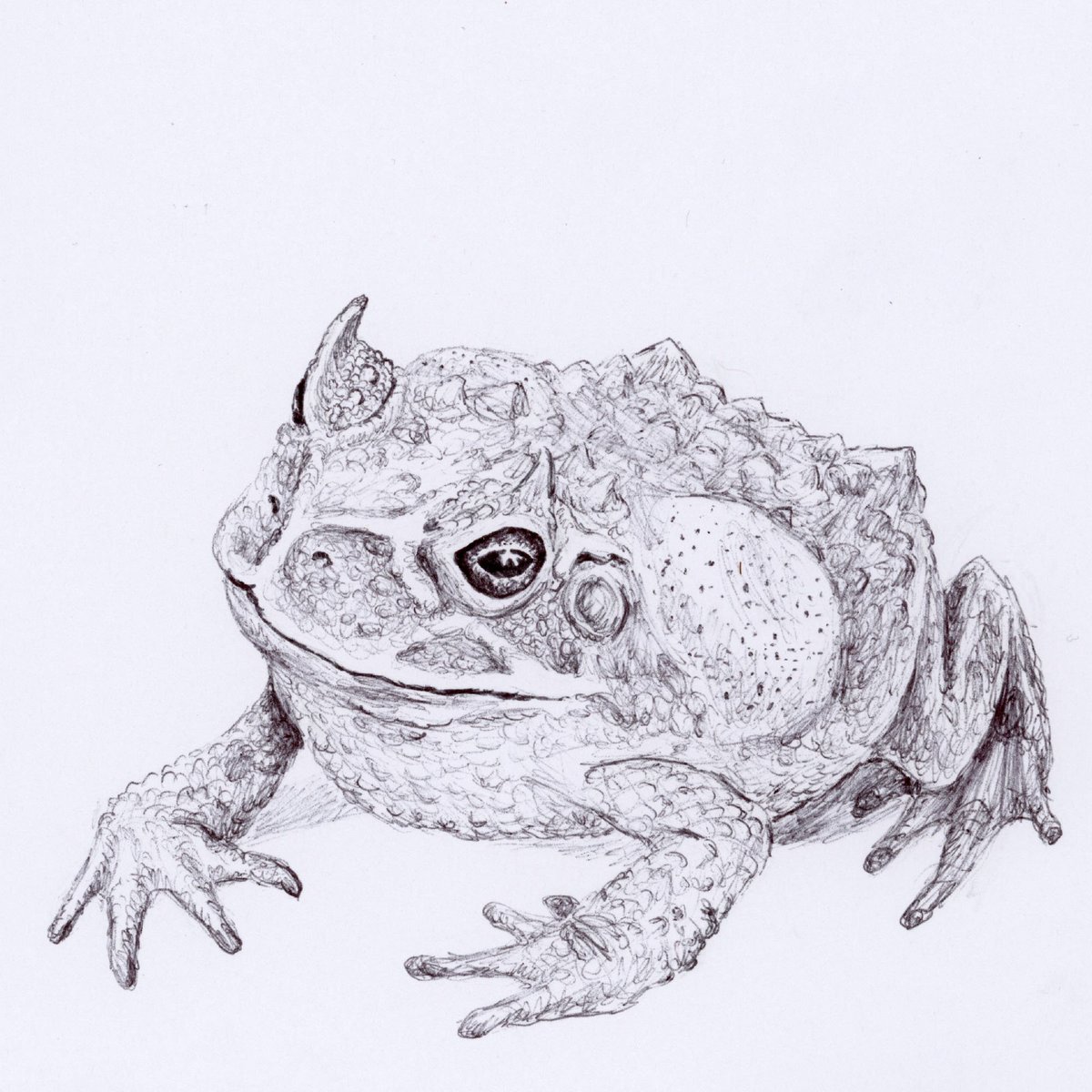 TalesofKaimere's tweet photo. Inktober day 3: Beelzebufo ampinga! #inktober #inktober2017 #deviltoad https://t.co/UDzYm8w4st