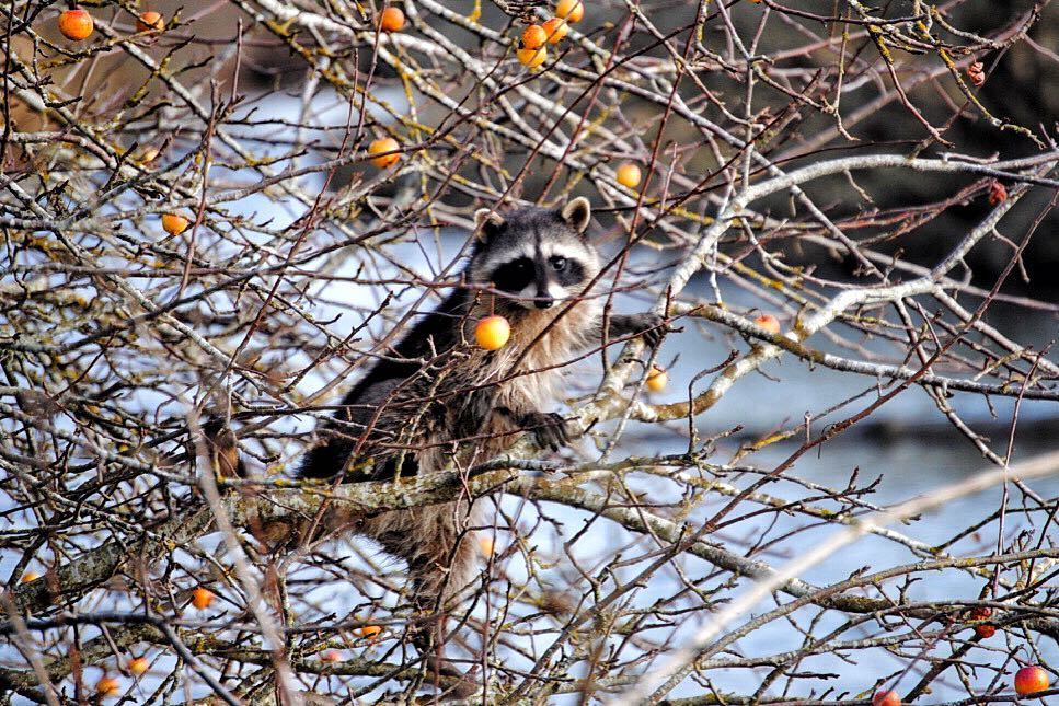 jcpartidas's tweet photo. Entangled 🐼 Enredado
#reifelbirdsanctuary #ladnerbc #deltabc #fauna #raccoon #hiking #trails #senderismo #upsided… https://t.co/wB7qFl2YGT https://t.co/NeWH0l5hoa