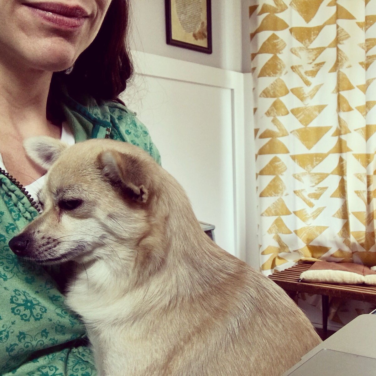 JenniferBJacobs's tweet photo. Finally, a bit of fall chill in the air. Thankfully, she and I can keep each other warm at my desk while I work. 🍁🍂🐕 https://t.co/apIFVCTjra