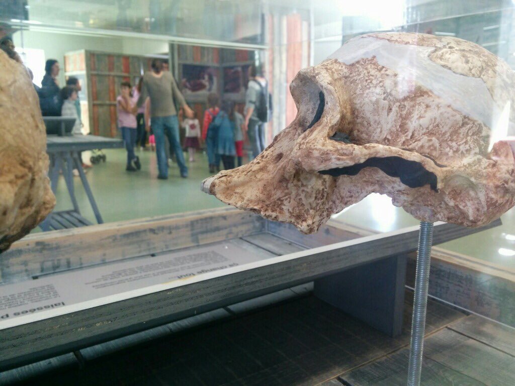 1er #mardidessciences de la saison ce soir à #Côtésciences à #Floirac sur la préhistoire et les traces des premiers Hommes...