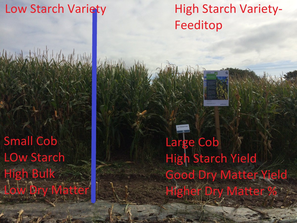 CashmanPa's tweet photo. What Maize Variety would you sow for best return? Bulk or Quality? Filling trailers or feeding Animals? Feeditop vs low starch variety on RL https://t.co/v1EI6I7ynF