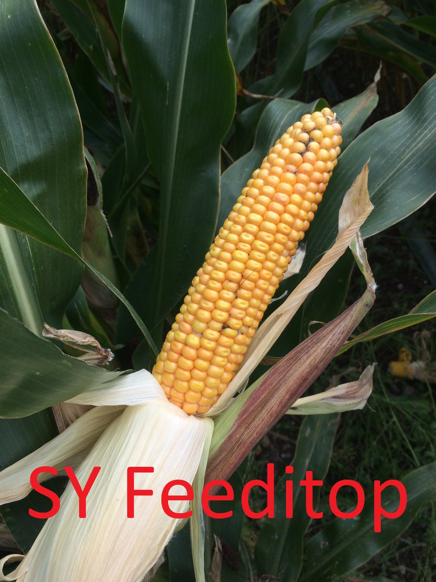 CashmanPa's tweet photo. What Maize Variety would you sow for best return? Bulk or Quality? Filling trailers or feeding Animals? Feeditop vs low starch variety on RL https://t.co/v1EI6I7ynF