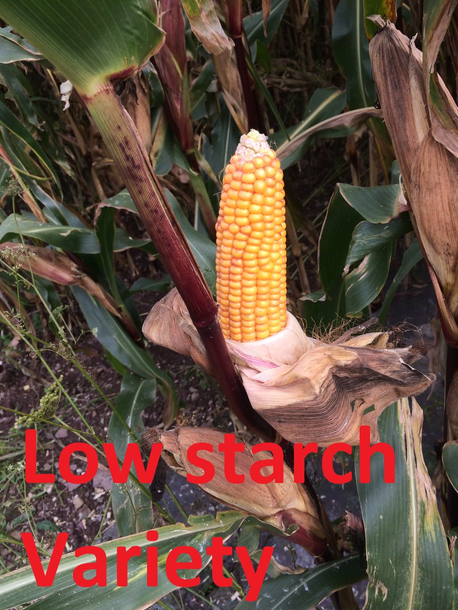 CashmanPa's tweet photo. What Maize Variety would you sow for best return? Bulk or Quality? Filling trailers or feeding Animals? Feeditop vs low starch variety on RL https://t.co/v1EI6I7ynF