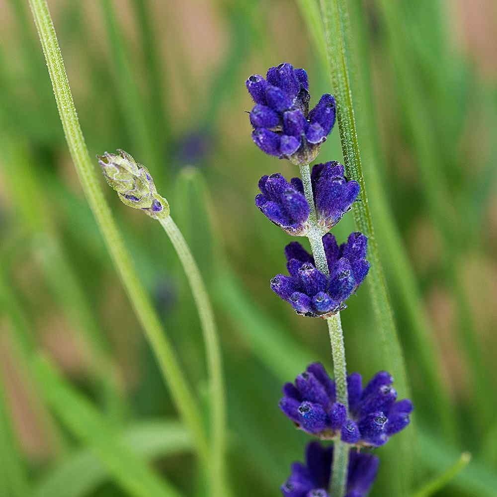 yorkslavender's tweet photo. Plenty of Angustifolia 'Hidcote' in stock at LavenderWorld!

Find the various sizes and options here on the top row:
https://t.co/sexxJhxRMa https://t.co/Xwr8ud6FaV
