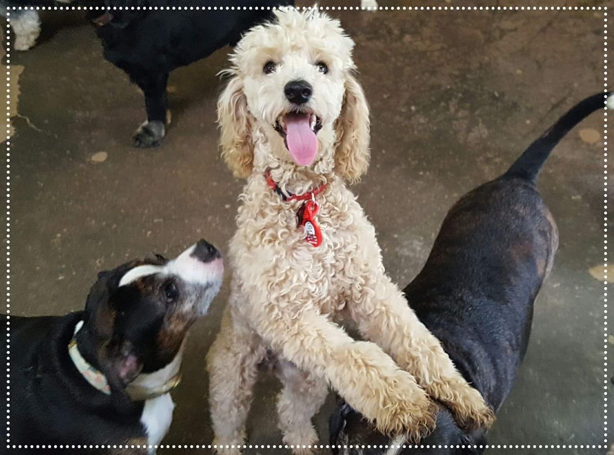 CampBowWowSC's tweet image. #TongueOutTuesday #campbowwow #sanclemente