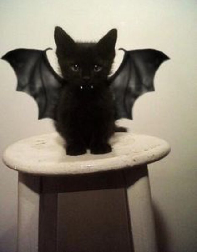 Selena Tenez Un Chat Habille Comme Une Chauve Souris Pour Egayer Votre Journee T Co Hoawmqvwjz Twitter Selena Tenez Un Chat Habille Comme Une Chauve Souris Pour Egayer Votre Journee T Co Hoawmqvwjz Twitter