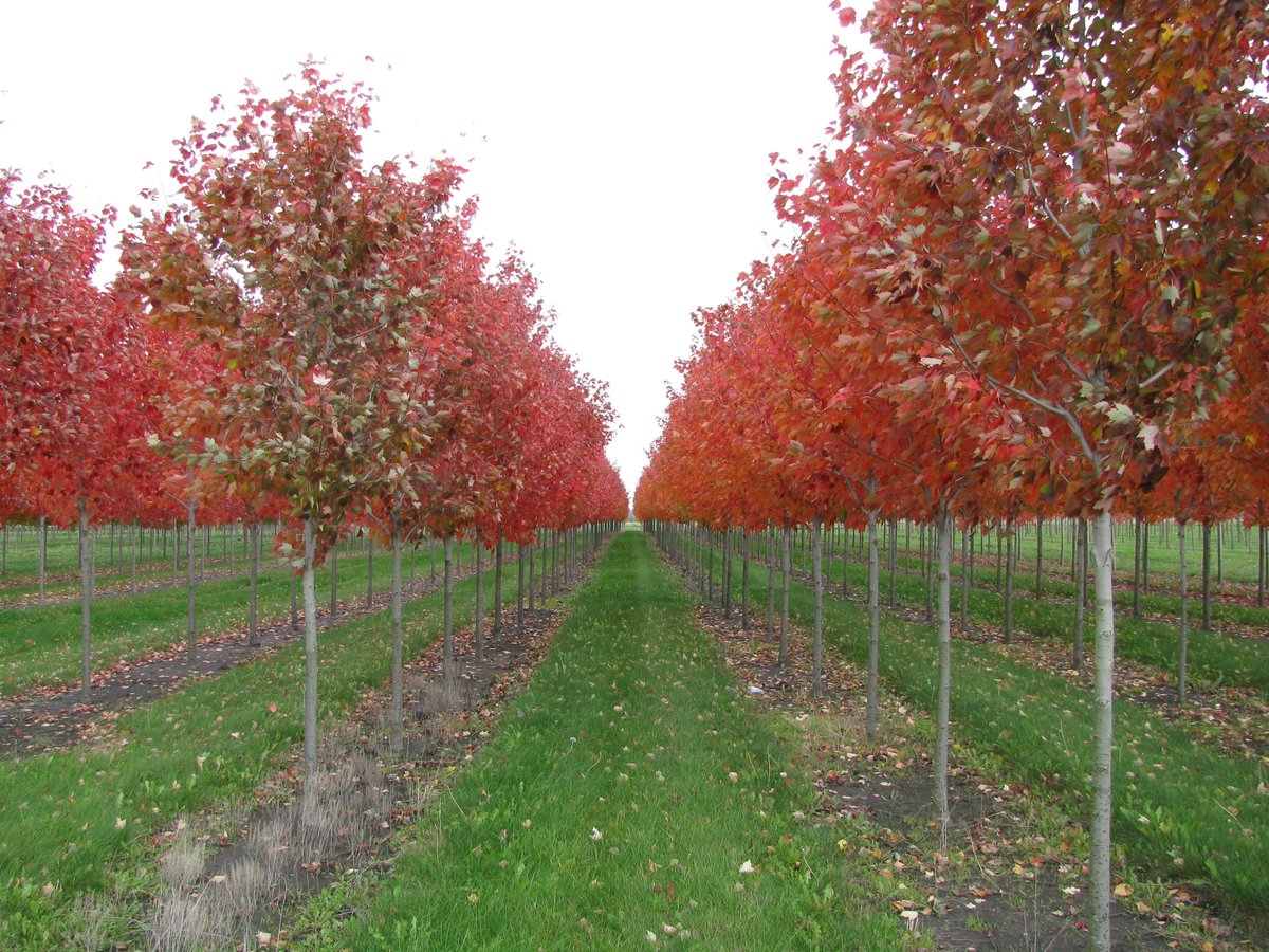 iTreesChicago's tweet photo. October Glory Red Maple is the perfect Tree of the Week choice to kick off the month of October. #itrees #itreeschicago #fallcolor #autumn https://t.co/sTkPBheGcP