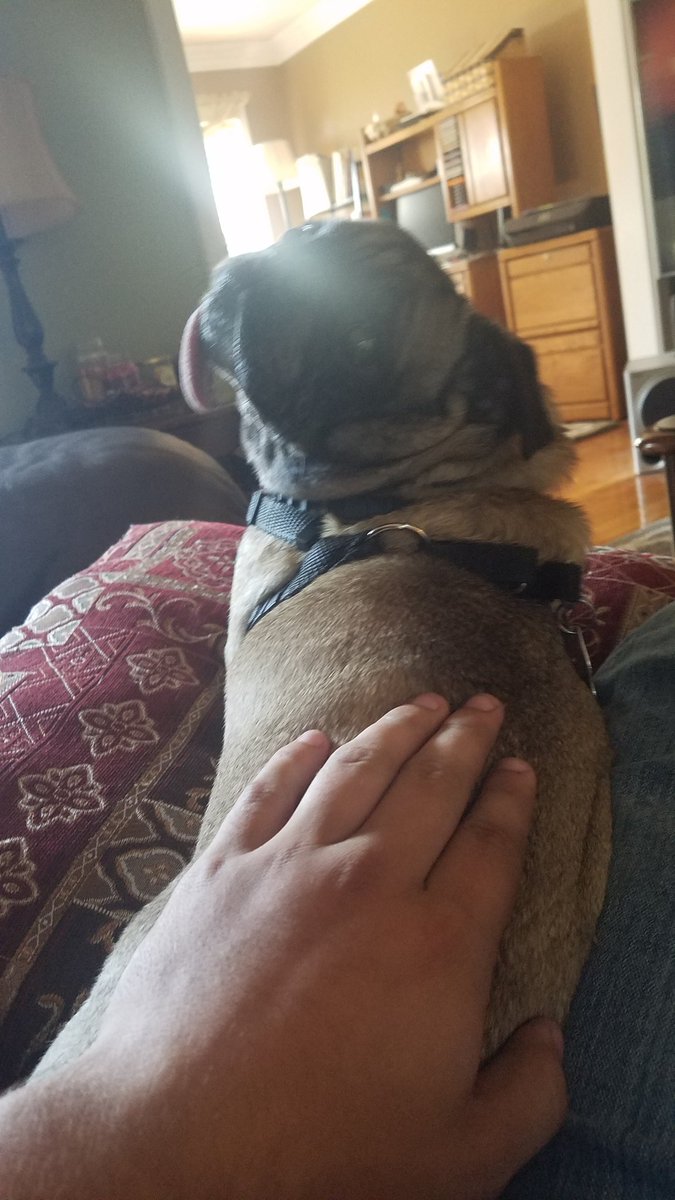 TheZardGuy's tweet photo. @RateYourDog https://t.co/kwuoEasRlj