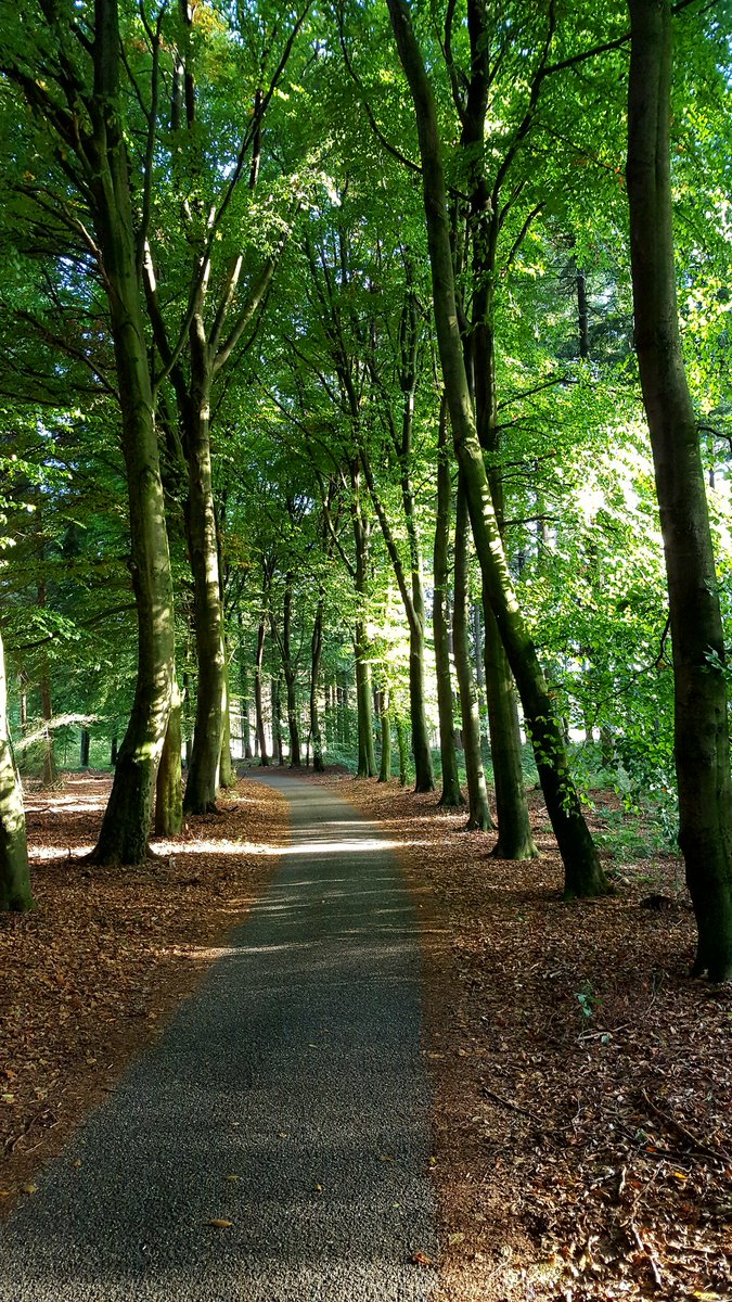 Door de #Maashorst naar huis fietsen. Heerlijk.