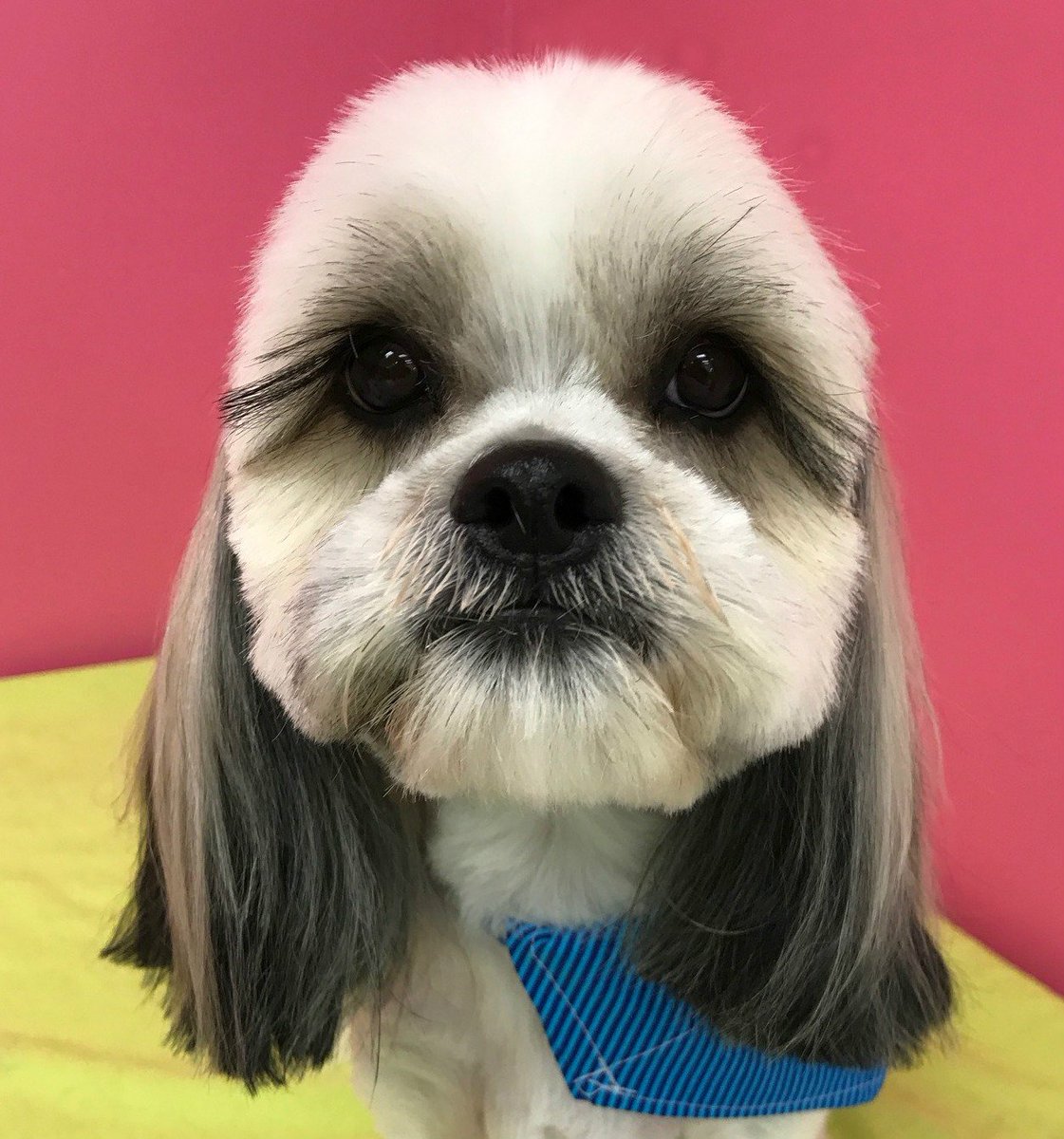 Me_n_Moms_'s tweet photo. Nope, those eye lashes are 100% real! It's Riley! #grooming #petgrooming #eyelashes #reallylong #real #realtalk #animals #animal #goodboy https://t.co/Wv2JjDh6lT