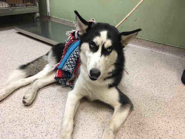 gaviota330's tweet photo. ACHILLES
https://t.co/NssLE5qgW0
SUPER URGENT
12 MTHS OLD IN KILL SHELTER
MINOR  INJURY/HIT BY CAR
SAVE MY LIFE PLS!
HELPDOGS@URGENTPODR.ORG https://t.co/NrxXDZrSuJ