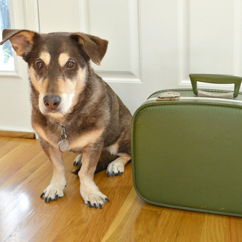 organized31's tweet photo. Simple #tips for #moving with your #dog & What to #Pack #printable checklist. #ad @NaturesRecipe #RecipesWithPurpose https://t.co/yR6K0TUaRX https://t.co/QMhBACBnBQ