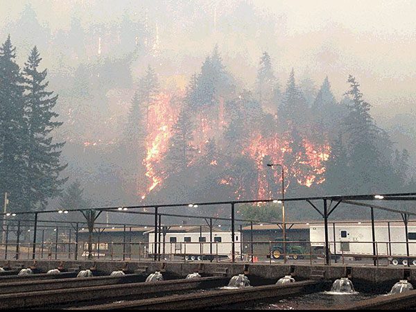 USFWSPacific's tweet photo. How do we save a MILLION baby coho from #fire? With partners and quick action. Hot off the presses: https://t.co/2EfAl4cXck
#FacesOfFire https://t.co/XAsQiRAoub
