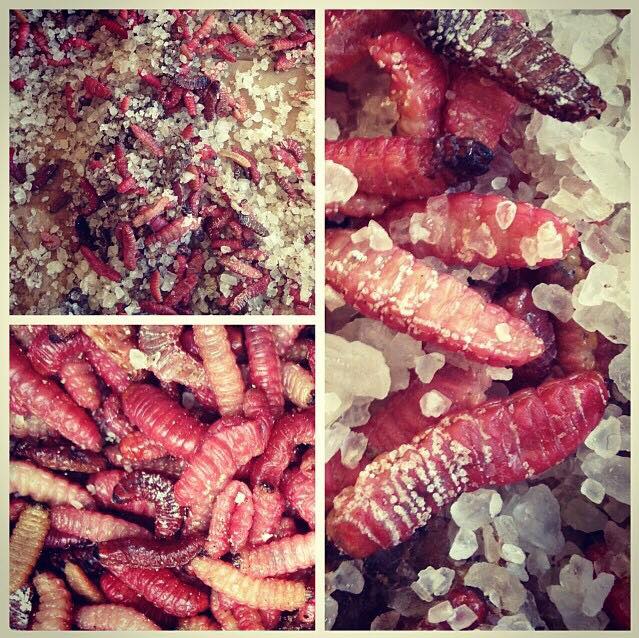 #LoQueMasDisfrutoEs ver que México tiene cosas súper exóticas, como la deliciosa #Saldegusanodemaguey