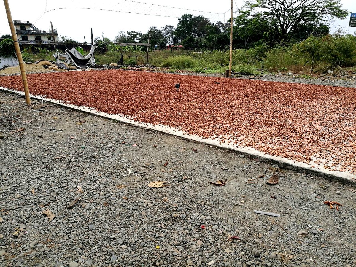 produrios's tweet photo. #Produrios visitó #Ventanas para que productores se adhieran al proyecto del cacao, y reciban los beneficios que se desprenden del mismo. https://t.co/a3ygqFgJ49