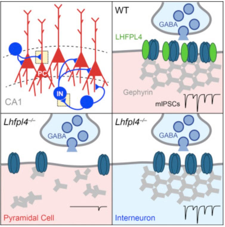 Cell-Type-Specific Targeting and Clustering of GABA-Rs by LHFPL4. New paper from Kittler and 
<a href="/m_farrant/">Mark Farrant</a> labs! cell.com/cell-reports/f…