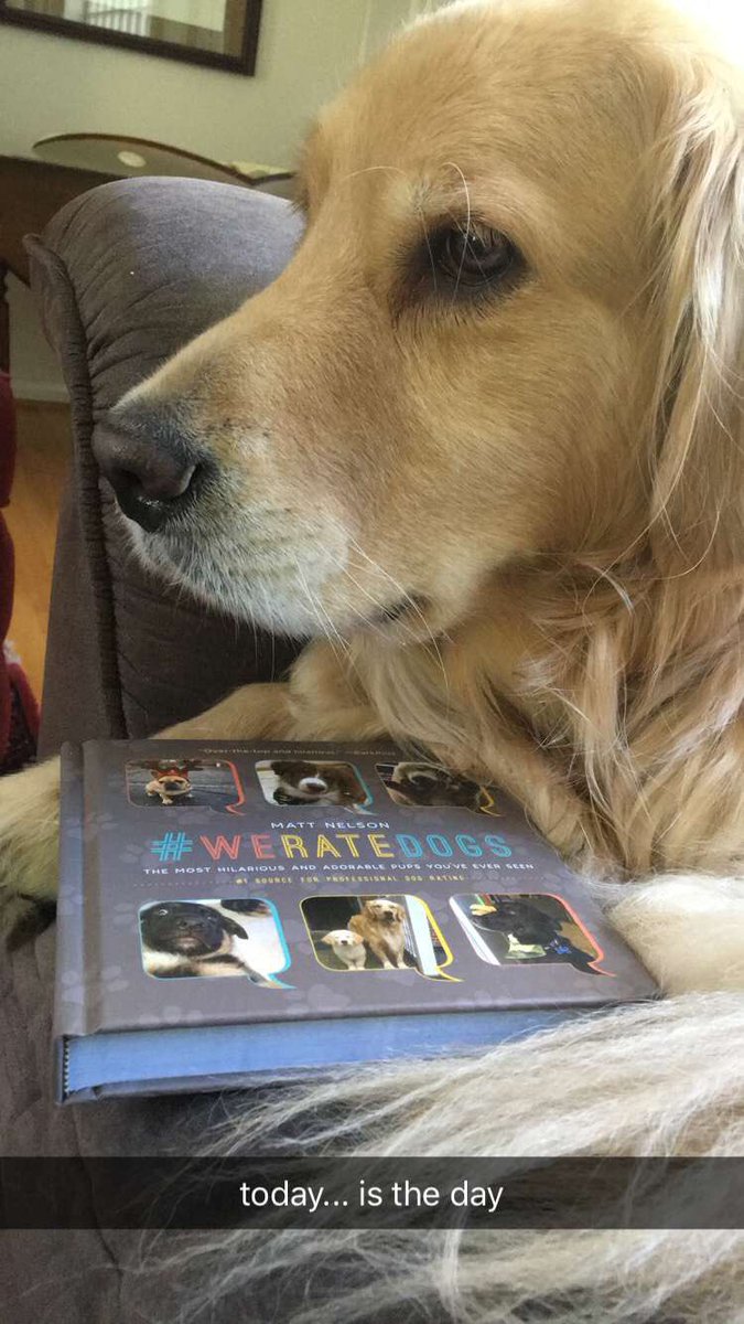 thoughts of dog thoughts of dog