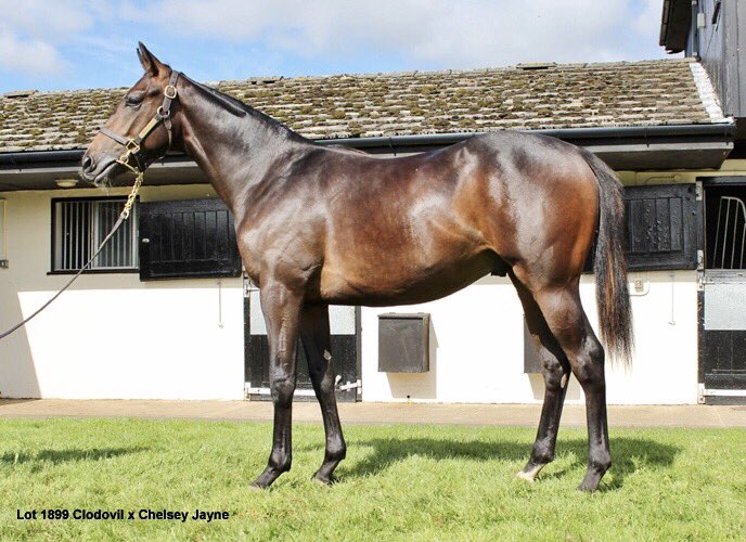 wickhamwicks's tweet photo. @Archie_Watson Another fab example of good training! Another good update for bro Lot 1899 @Tattersalls1766 #excellent #multiplewins https://t.co/2FhVdAte0j
