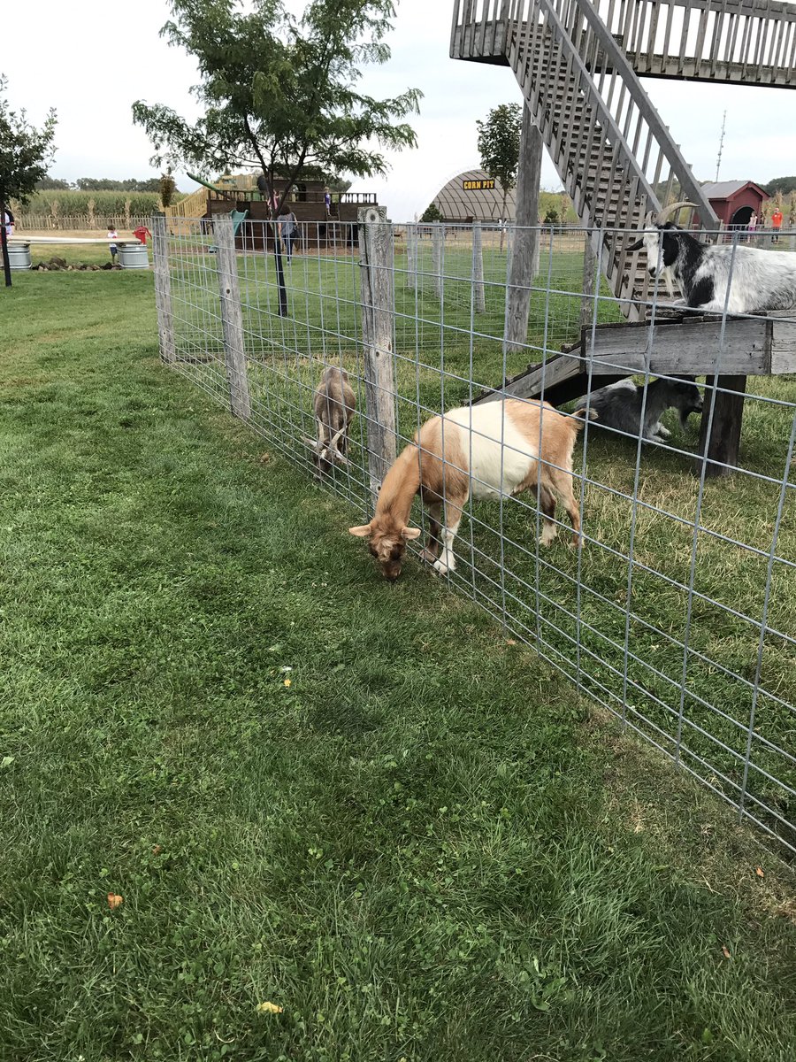 WiscSurgery's tweet photo. Surgery picnic 2 weeks ago #weekendfun #TwitterTakeover #FallinWI #cornmaze #goats #grassisgreener @WisconsinHernia @susieQP8 @LeeWilke https://t.co/7hwiRReudp
