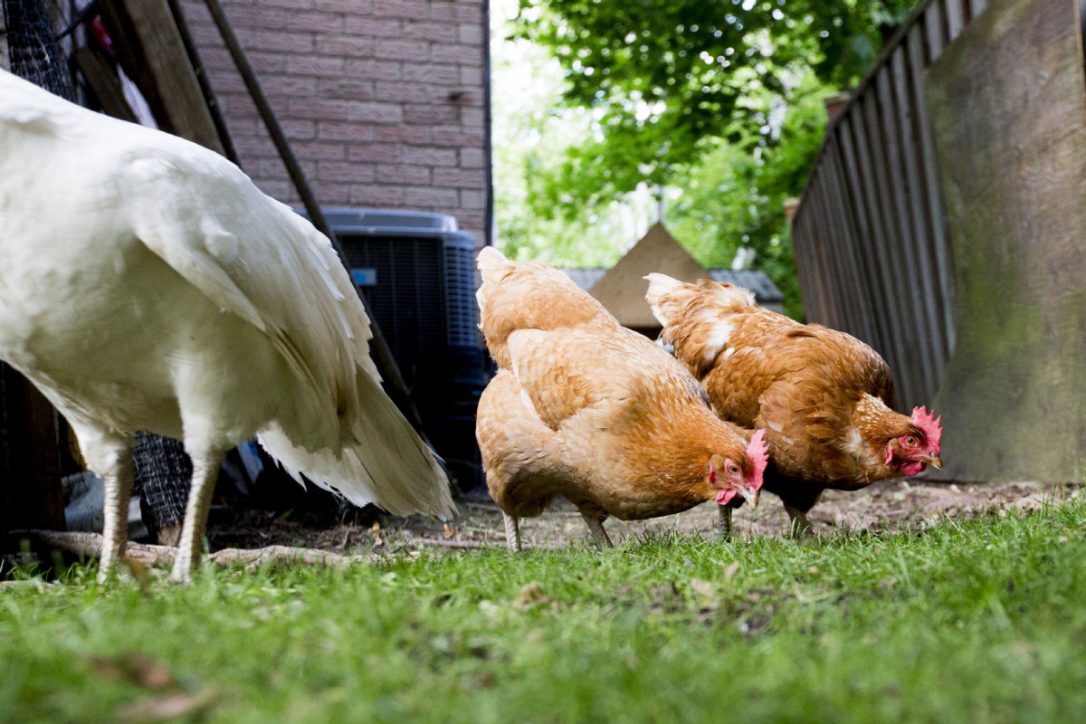 TorontoStar's tweet photo. 'Chickens are already in our community.' Chickens to be allowed in some Toronto backyards. https://t.co/QInBkEL4ix https://t.co/TWEJZbpZUu