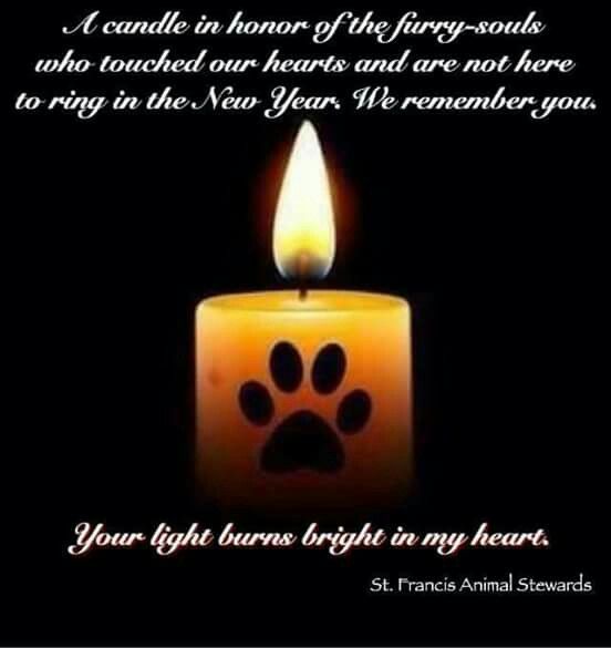 Sharing in memory of <a href="/DarlingRats/">Darling Rats</a> dearly departed baby. Our heart goes out to you!