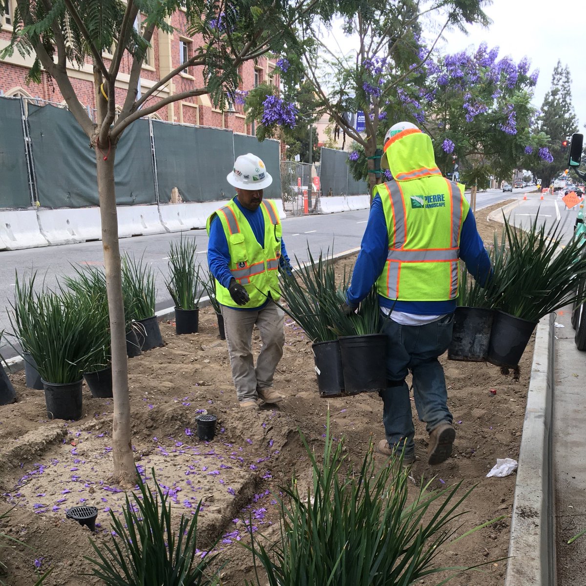 PierreLandscape's tweet photo. #Throwback to summertime at The Village @USC with @hdcco ! #PierreLandscape #GreatPartnerships #GreatProjects #SafetyFirst https://t.co/tgoiMPqmp0