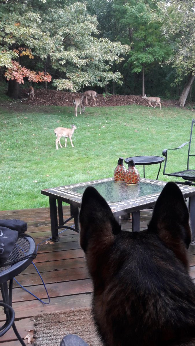 Day one in the new place and Olive already made some new friends #deerfriends