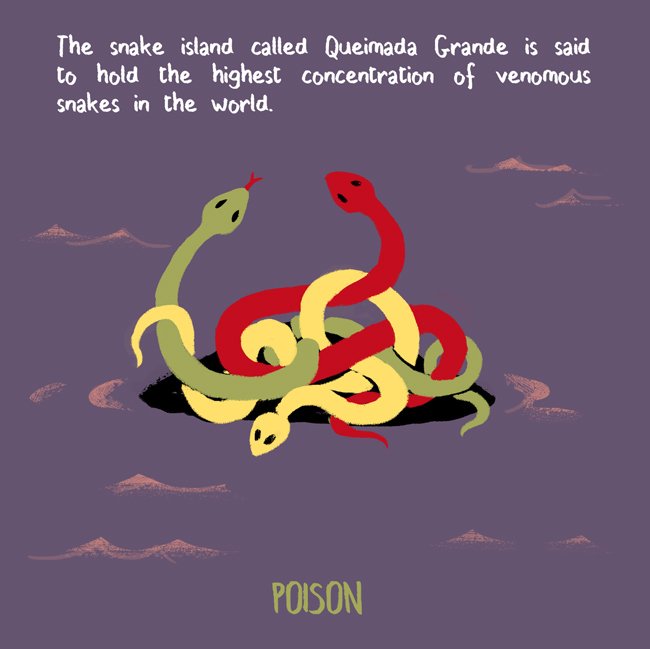 JimJourdane's tweet photo. #funfactober day 3: POISON. Nobody is allowed to dock in Queimada Grande, for a good reason!
Illustration @JimJourdane
Fact @Emma_Hollen https://t.co/RDt1ieTWuH