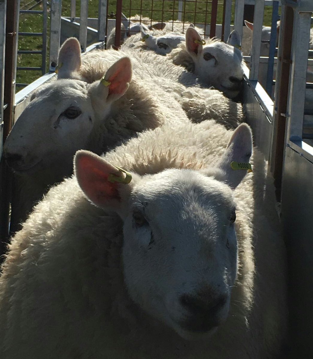 FlockHealth's tweet photo. Exciting day meeting #challengesheep farmers @AHDB_BeefLamb
#lotsofchallenges #expectinglotsofanswers #teamsheep
Glad to be a part of it https://t.co/n21VM0tJyi