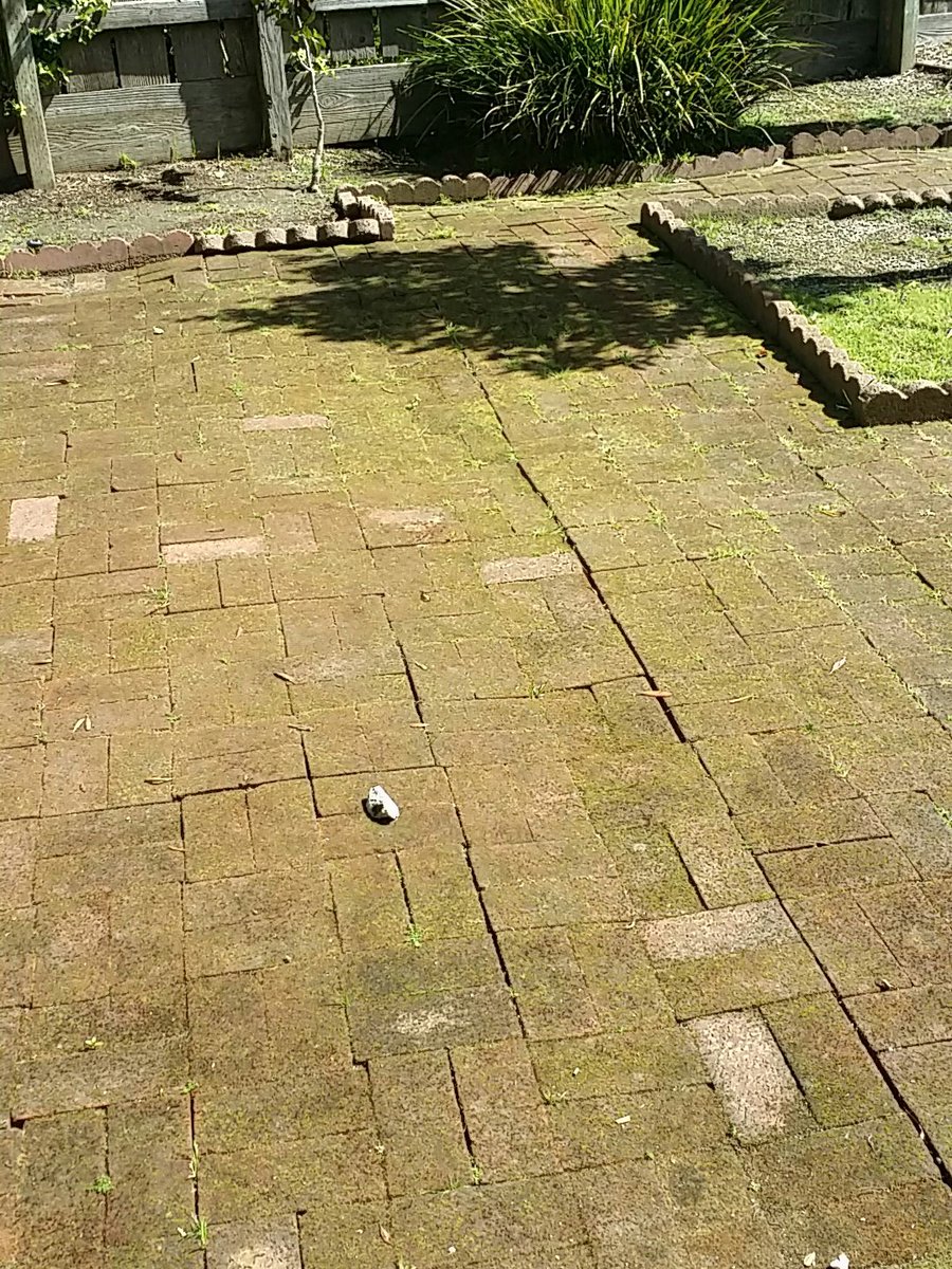 PowerWashingWow's tweet image. Backyard_Moss_Paradise_Lost__OC___3302x2477_ #Powerwashing